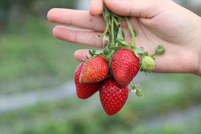 Alternatif tarım ürünleri müşterisiyle tarlada buluşuyor