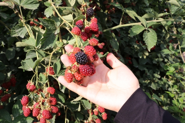 Alternatif tarım ürünleri müşterisiyle tarlada buluşuyor