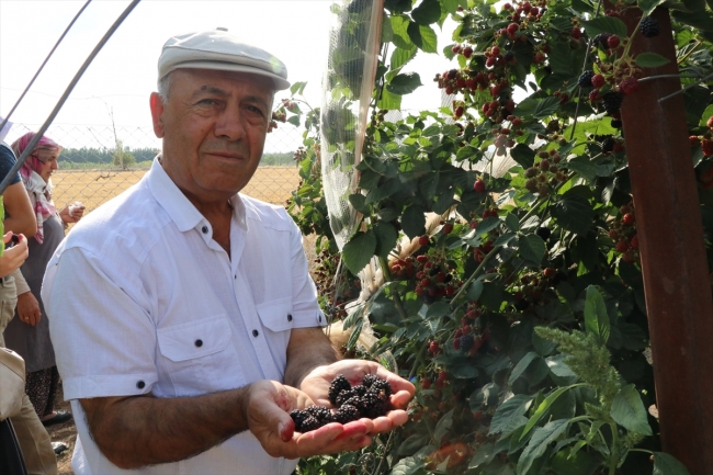 Alternatif tarım ürünleri müşterisiyle tarlada buluşuyor