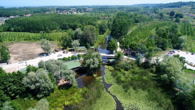 Beyaz nilüferleri, ahşap yürüyüş yollarıyla Acarlar Longozu