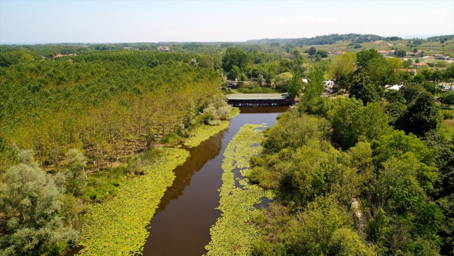 Beyaz nilüferleri, ahşap yürüyüş yollarıyla Acarlar Longozu
