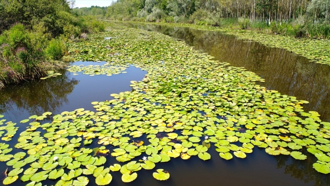 Beyaz nilüferleri, ahşap yürüyüş yollarıyla Acarlar Longozu
