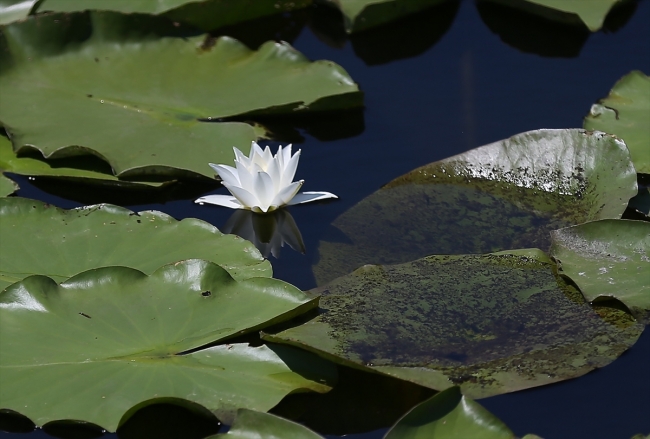 Beyaz nilüferleri, ahşap yürüyüş yollarıyla Acarlar Longozu