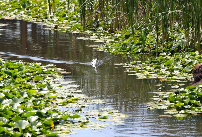 Beyaz nilüferleri, ahşap yürüyüş yollarıyla Acarlar Longozu
