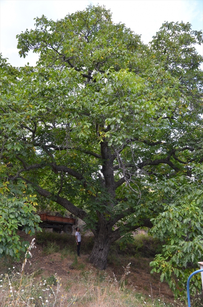 200 yıllık ceviz ağacı yılda yarım ton ürün veriyor