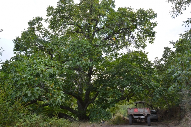 200 yıllık ceviz ağacı yılda yarım ton ürün veriyor