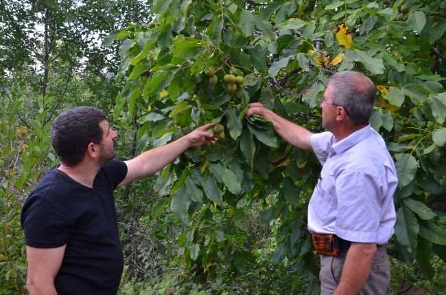 200 yıllık ceviz ağacı yılda yarım ton ürün veriyor