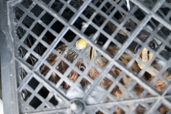 Tellere takılan şahini orman işçileri kurtardı