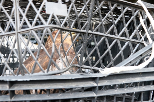 Tellere takılan şahini orman işçileri kurtardı