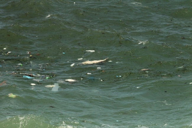 Kırklareli Kıyıköy'de ölü iki yunus bulundu