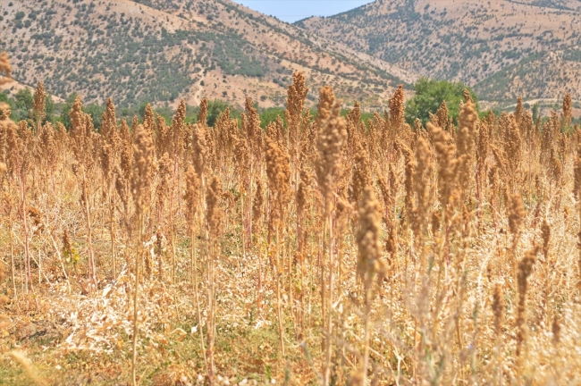 Adıyaman'da ilk kinoa hasadı