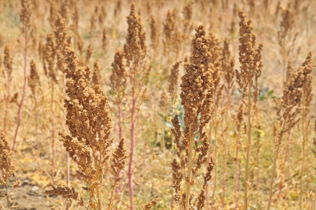 Adıyaman'da ilk kinoa hasadı