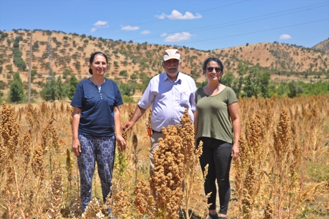 Adıyaman'da ilk kinoa hasadı