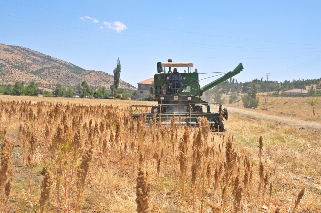 Adıyaman'da ilk kinoa hasadı