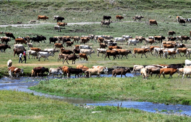 Doğu Anadolu'dan batı illerine kurbanlık sevkiyatı başladı