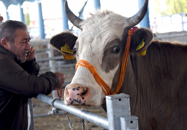 Doğu Anadolu'dan batı illerine kurbanlık sevkiyatı başladı