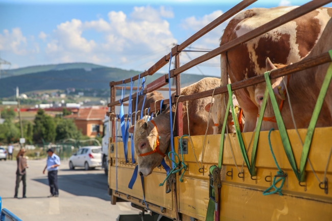 Doğu Anadolu'dan batı illerine kurbanlık sevkiyatı başladı