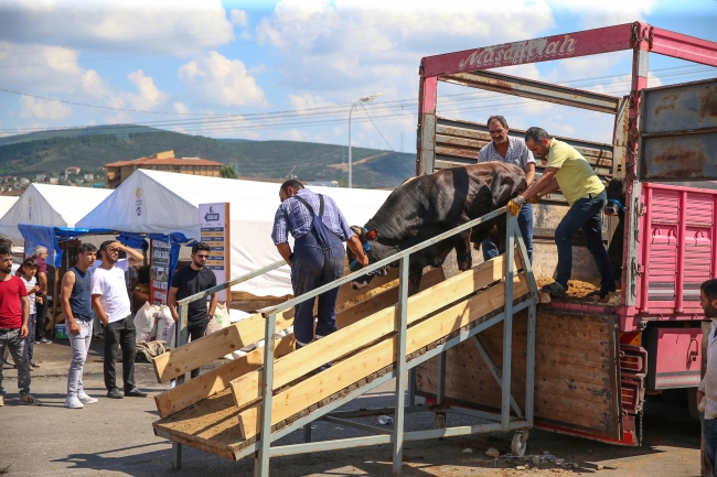 Doğu Anadolu'dan batı illerine kurbanlık sevkiyatı başladı