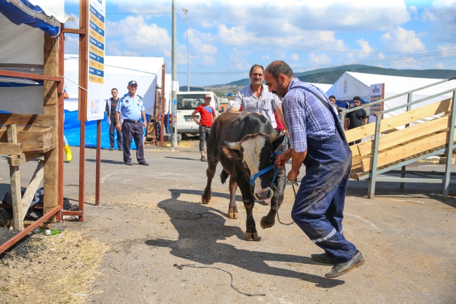 Doğu Anadolu'dan batı illerine kurbanlık sevkiyatı başladı