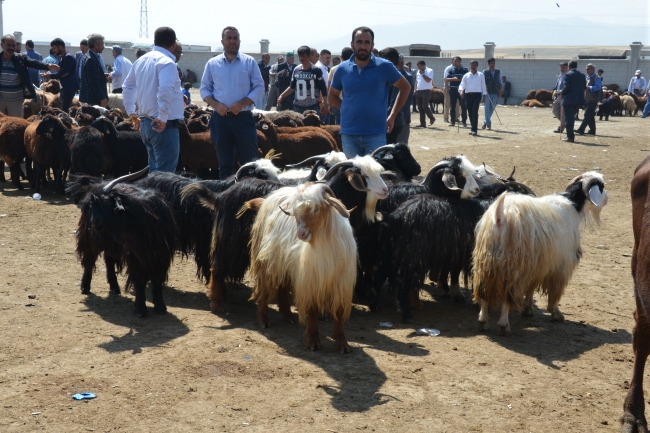 Doğu Anadolu'dan batı illerine kurbanlık sevkiyatı başladı