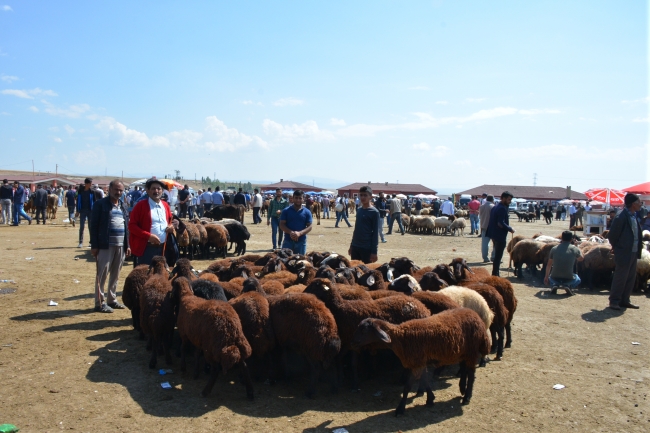 Doğu Anadolu'dan batı illerine kurbanlık sevkiyatı başladı