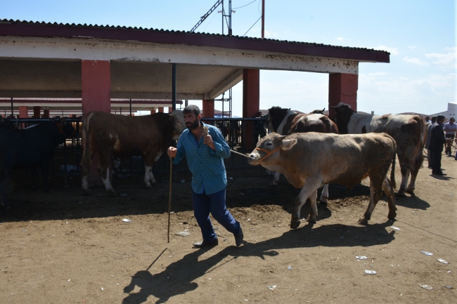 Doğu Anadolu'dan batı illerine kurbanlık sevkiyatı başladı
