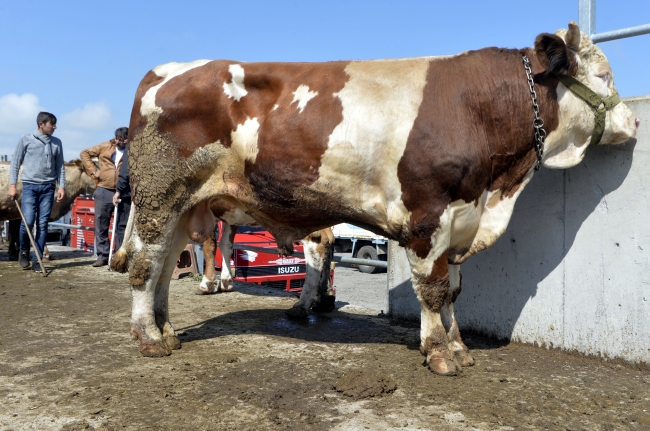 Doğu Anadolu'dan batı illerine kurbanlık sevkiyatı başladı