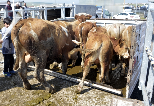 Doğu Anadolu'dan batı illerine kurbanlık sevkiyatı başladı