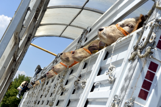 Doğu Anadolu'dan batı illerine kurbanlık sevkiyatı başladı