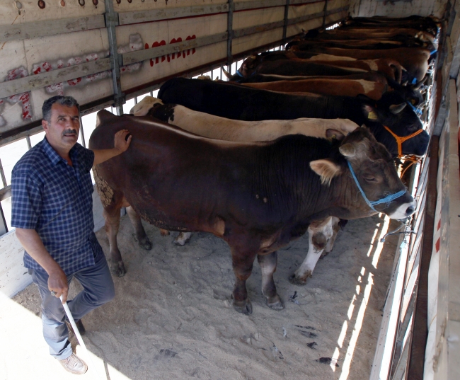 Doğu Anadolu'dan batı illerine kurbanlık sevkiyatı başladı