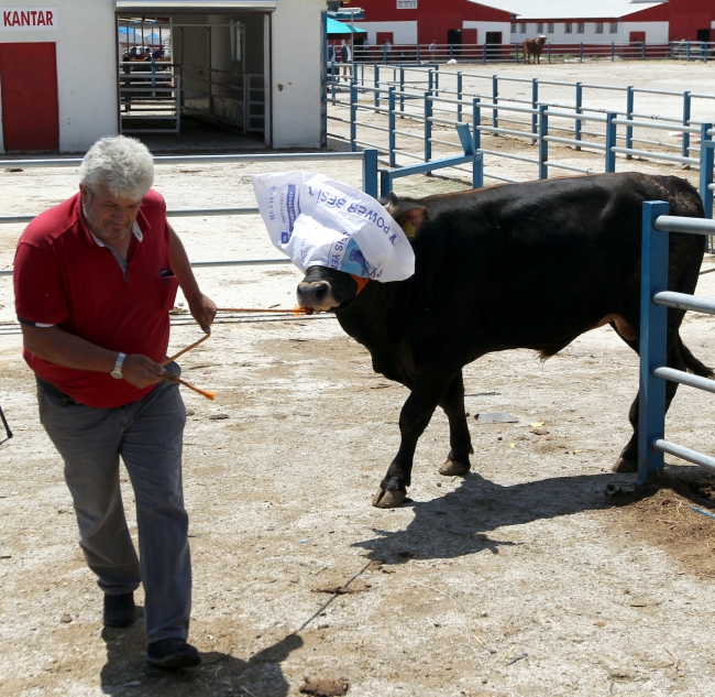 Doğu Anadolu'dan batı illerine kurbanlık sevkiyatı başladı