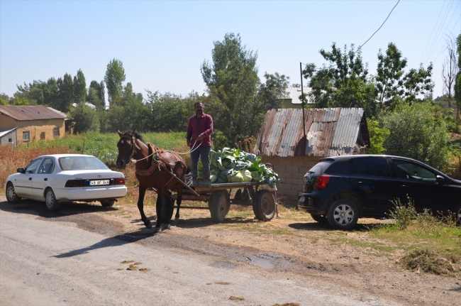 Muş'ta lahana hasadı erken başladı