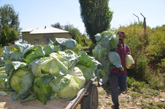 Muş'ta lahana hasadı erken başladı