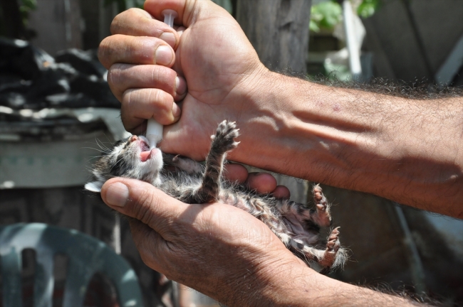 Sandıkta bulduğu kedi yavrularını şırıngayla besliyor