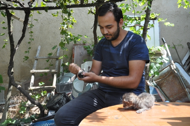 Sandıkta bulduğu kedi yavrularını şırıngayla besliyor