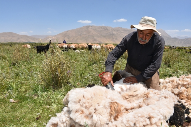 Koyun kırkma geleneği türkü ve halaylarla yaşatılıyor