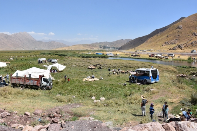 Koyun kırkma geleneği türkü ve halaylarla yaşatılıyor