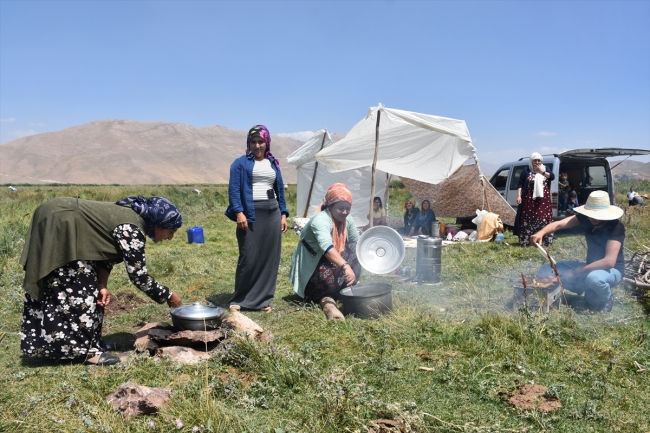 Koyun kırkma geleneği türkü ve halaylarla yaşatılıyor