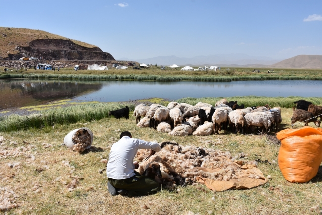 Koyun kırkma geleneği türkü ve halaylarla yaşatılıyor