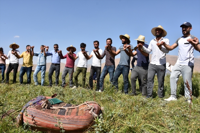 Koyun kırkma geleneği türkü ve halaylarla yaşatılıyor