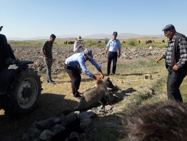 Kafası tenekeye sıkışan yavru ayı kurtarıldı