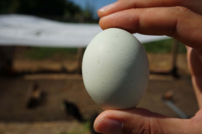 Mavi yumurtaya talep artıyor