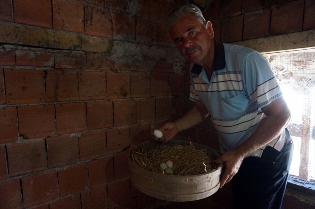 Mavi yumurtaya talep artıyor