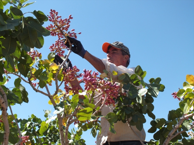 Mersin'de Antep fıstığı hasadı başladı