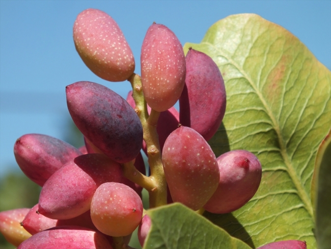 Mersin'de Antep fıstığı hasadı başladı
