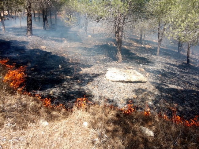 Afrin'de orman yangını