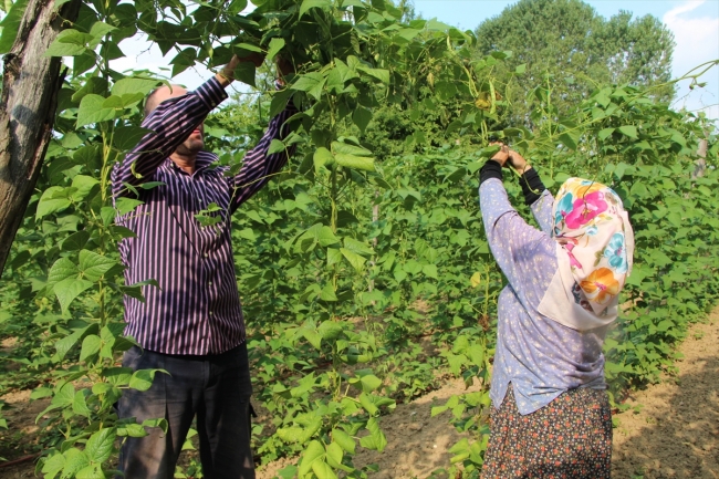 Pazaryeri boncuğu 7 milyon lira kazandıracak