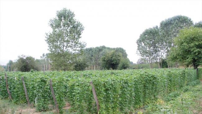 Pazaryeri boncuğu 7 milyon lira kazandıracak