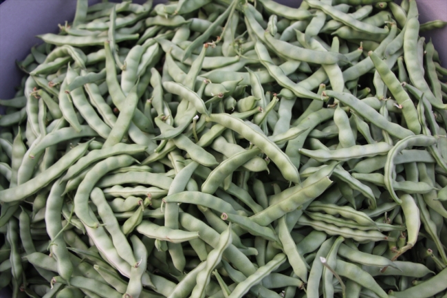 Pazaryeri boncuğu 7 milyon lira kazandıracak