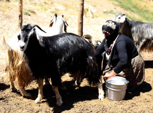 Aileleriyle yaylaya çıkan kadınların zorlu mesaisi